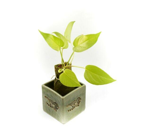 5 Reasons why Planters are in demand nowadays